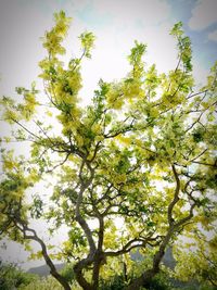 Low angle view of tree against sky