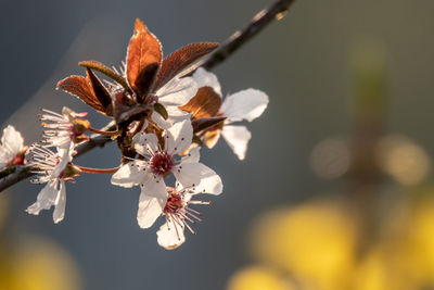 Close-up of cherry blossoms in spring