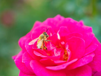 Close-up of bee pollinating on flower