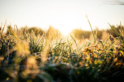 Close-up of grass on field against clear sky