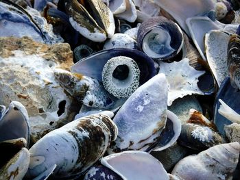 Crush of sea shells