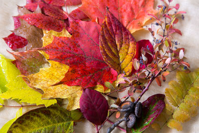 Close-up of autumnal leaves on plant