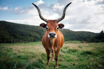 Portrait of a horse on field