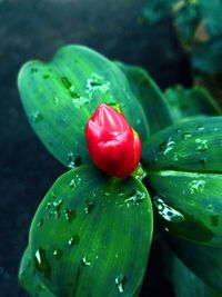Close-up of flower with water drops