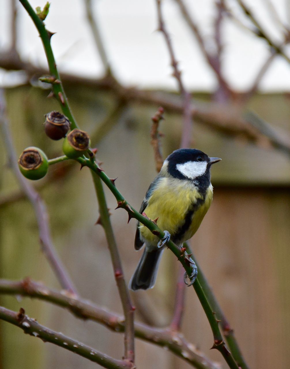 animal themes, animals in the wild, bird, wildlife, one animal, perching, branch, focus on foreground, nature, close-up, full length, tree, outdoors, selective focus, day, no people, twig, green color, zoology, beauty in nature