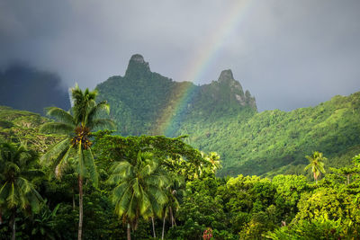 Panoramic view of palm trees on landscape against sky