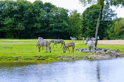 View of horses in the lake