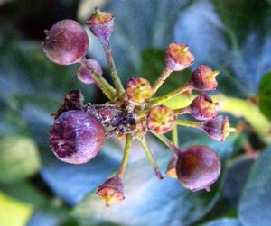 Close-up of honey bee on plant