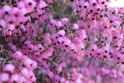 Close-up of pink cherry blossom