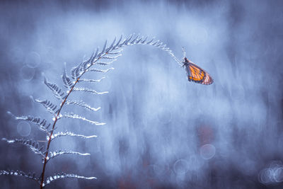 Butterfly on plant