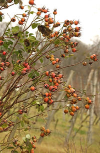 Close-up of berries growing on tree