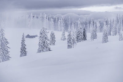 Winter landscape from rodnei mountain. a cold foggy morning with heavy snow.