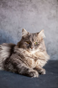 Portrait of cat sitting on floor