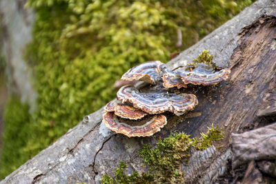 Mushrooms on a trunk in a mossy forest. smoky polypore or smoky bracket, species of fungus