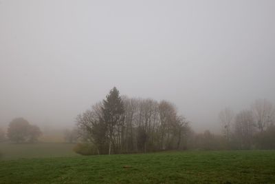 Trees on field against sky