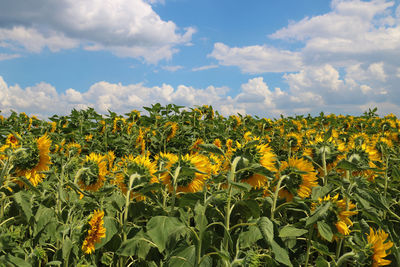 Scenic view of sunflower field against cloudy sky