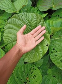 Close-up of hand holding leaves