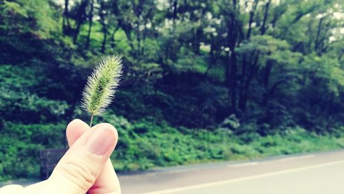 Close-up of hand against plants