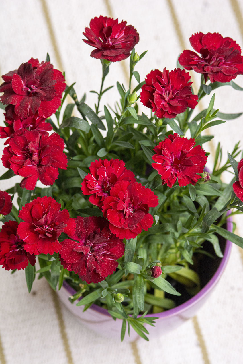 HIGH ANGLE VIEW OF RED FLOWERS ON PLANT