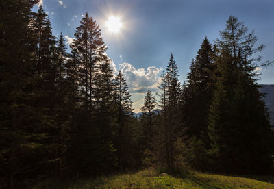 Sunlight streaming through pine trees in forest