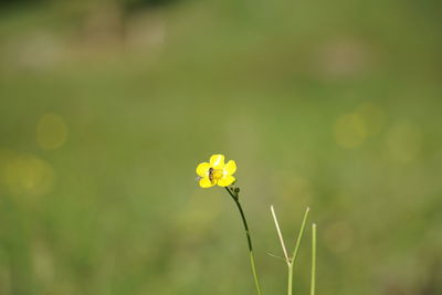 Close-up of yellow flowering plant on field