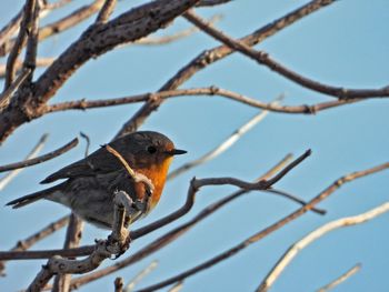 Close-up of bird perching on branch