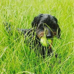 Close-up of black dog on field