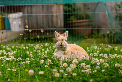 Close-up of rabbit on plants