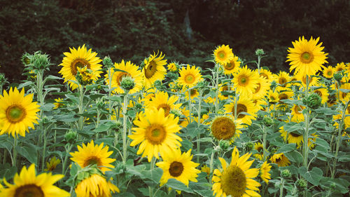 Close-up of yellow flowers in field