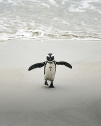 High angle view of penguin walking at beach