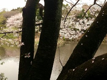 Close-up of tree trunk by lake