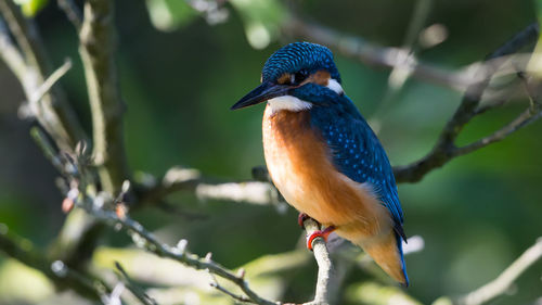 Close-up of bird perching on tree