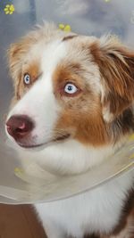 Close-up portrait of dog