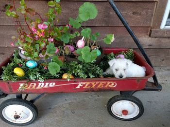 Cat by plants against car