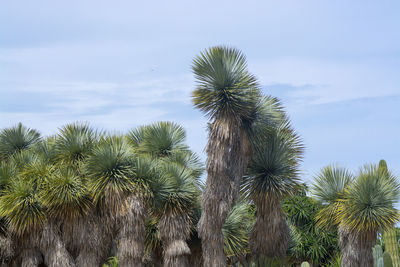 Low angle view of palm trees against sky