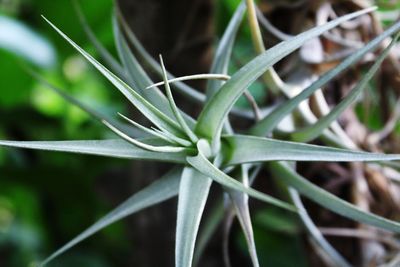 Close-up of plant growing on field