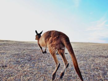 Kangaroo jumping away 