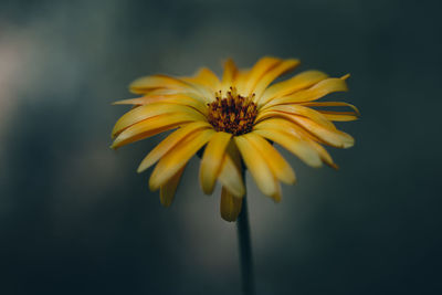 Close-up of yellow flower