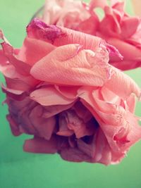 Close-up of pink rose blooming outdoors