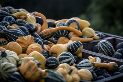 Close-up of pumpkins