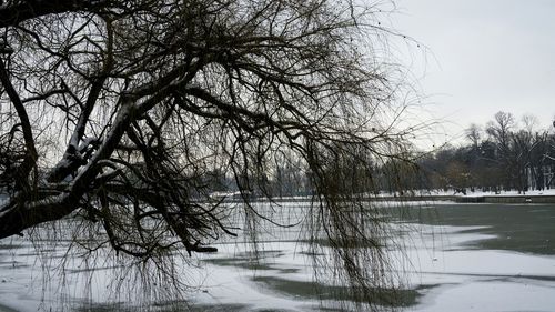 Reflection of bare trees in water