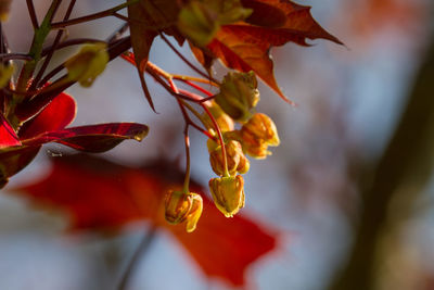 Close-up of red flowering plant during autumn