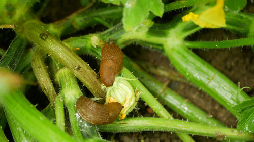 High angle view of plant growing on field