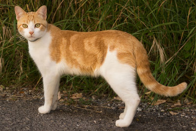 Cat standing in a field