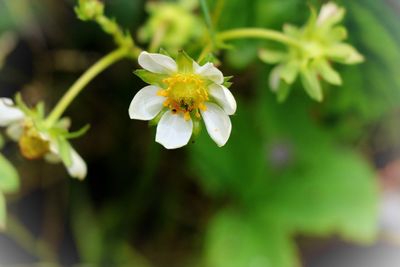 Close-up of white flowers