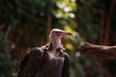 Close-up of vulture perching outdoors