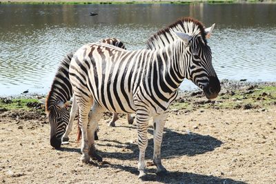 Close-up of zebra by lake