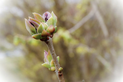 Close-up of flower buds on branch