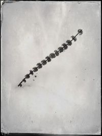 Birds flying against sky