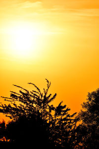 Low angle view of silhouette plants against orange sky